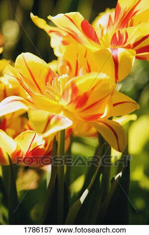 Brightly colored tulips View Large Photo Image Stock Photo - Brightly colored tulips. Fotosearch