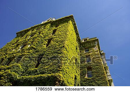 Stock Photo - Building covered with ivy. Fotosearch