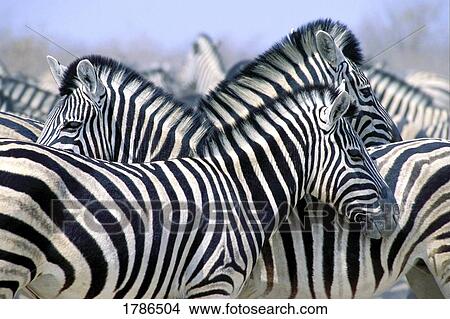 Burchell's zebras in herd, Etosha National Park Namibia View Large Photo Image Picture - Burchell's zebras in herd, Etosha National Park Namibia . Fotosearch