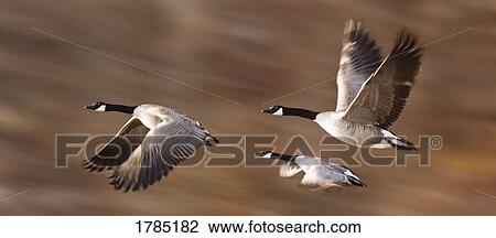 Canada Geese in flight View Large Photo Image Stock Image - Canada Geese in flight. Fotosearch