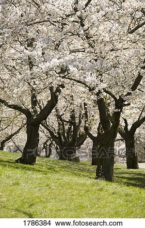 Cherry tree blossoms View Large Photo Image Picture - Cherry tree blossoms. Fotosearch
