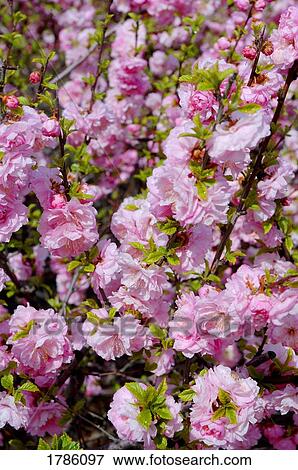 Stock Photo - Closeup of cherry blossoms. Fotosearch