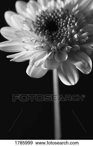 Closeup of flower View Large Photo Image Stock Photo - Closeup of flower. Fotosearch