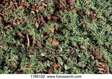Stock Image - Closeup of forest floor. Fotosearch