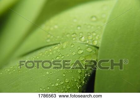 Closeup of leaf with dew drops View Large Photo Image Stock Image - Closeup of leaf with dew drops. Fotosearch
