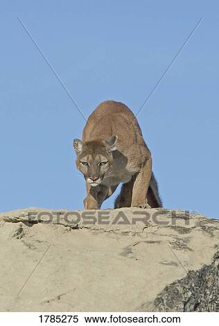 Cougar on rock View Large Photo Image Stock Photography - Cougar on rock. Fotosearch
