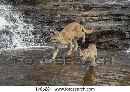 Stock Image - Cougar with cub crossing river. Fotosearch