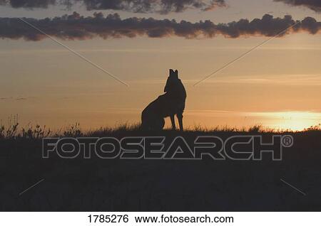 Coyote howling at dawn View Large Photo Image Stock Photograph - Coyote howling at dawn. Fotosearch