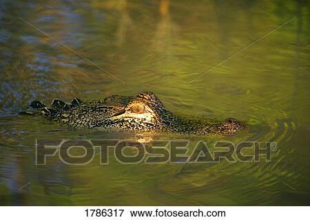Crocodile peeking above water View Large Photo Image Stock Photo - Crocodile peeking above water. Fotosearch