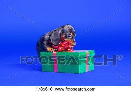Daschund puppy with gift box View Large Photo Image Stock Photo - Daschund puppy with gift box. Fotosearch