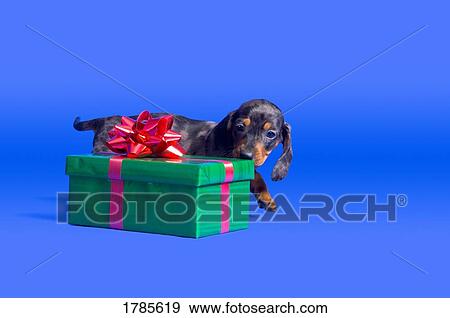 Dashcund puppy with gift box View Large Photo Image Stock Photo - Dashcund puppy with gift box. Fotosearch