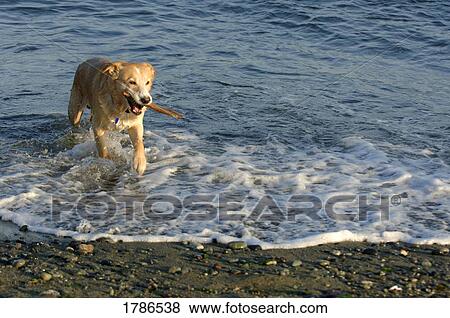 Stock Photo - Dog retrieves a stick. Fotosearch