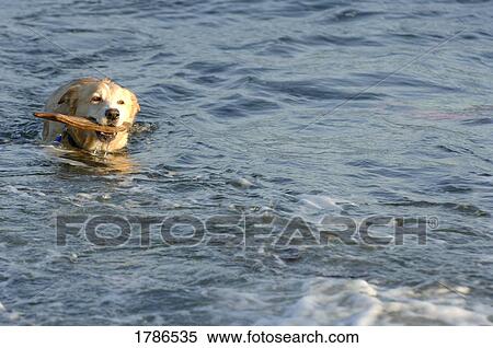 Dog retrieving stick View Large Photo Image Stock Photography - Dog retrieving stick. Fotosearch