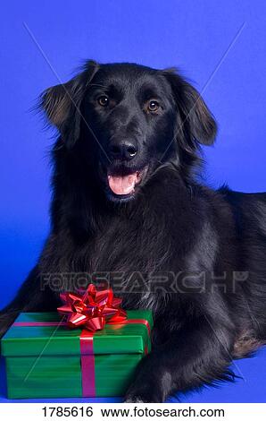 Dog with present View Large Photo Image Stock Photograph - Dog with present. Fotosearch