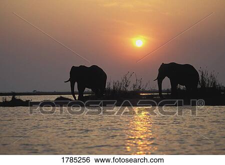 Stock Photograph - Elephant silhouettes. Fotosearch