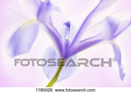 Stock Photograph - Ethereal Iris. Fotosearch