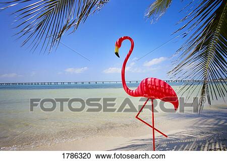 Flamingo on a beach View Large Photo Image Stock Image - Flamingo on a beach. Fotosearch
