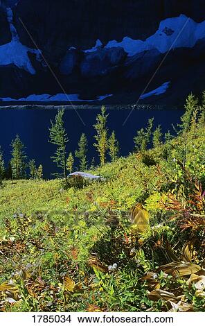 Floe Lake, Kootenay National Park View Large Photo Image Picture - Floe Lake, Kootenay National Park. Fotosearch