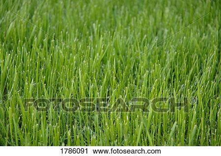 Stock Image - Green grass. Fotosearch