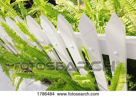 Greenery overgrowth out of a white picket fence View Large Photo Image Picture - Greenery overgrowth out of a white picket fence. Fotosearch