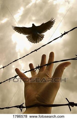 Hand reaching out for bird View Large Photo Image Stock Photo - Hand reaching out for bird. Fotosearch