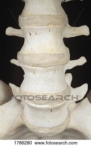 Human vertebrae View Large Photo Image Stock Image - Human vertebrae. Fotosearch