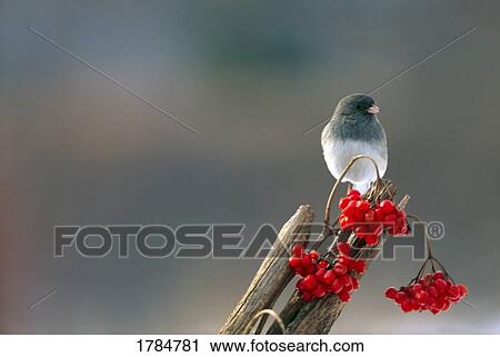 Junco bird with red-colored berries View Large Photo Image Stock Image - Junco bird with red-colored berries. Fotosearch