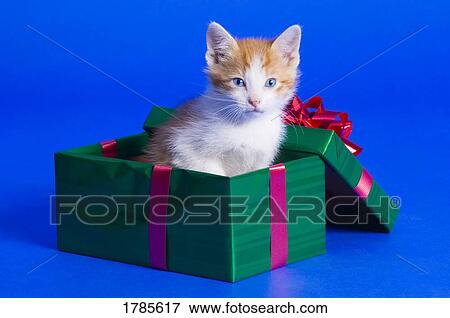 Kitten in gift box View Large Photo Image Stock Photo - Kitten in gift box. Fotosearch
