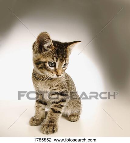 Kitten View Large Photo Image Stock Image - Kitten. Fotosearch