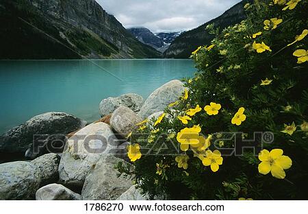 Stock Image - Lake Louise Banff National Park. Fotosearch
