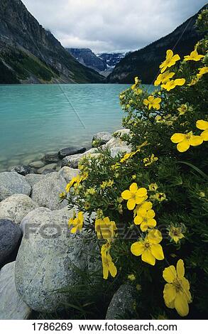 Lake Louise, Banff National Park View Large Photo Image Stock Photo - Lake Louise, Banff National Park. Fotosearch