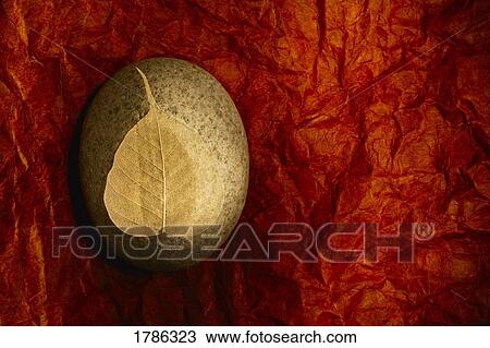 Leaf lying on a rock View Large Photo Image Stock Image - Leaf lying on a rock. Fotosearch