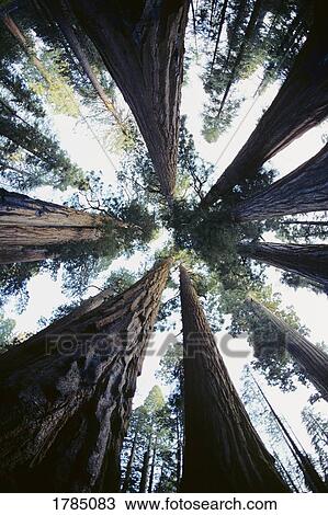 Looking upward at Redwood trees View Large Photo Image Stock Image - Looking upward at Redwood trees. Fotosearch