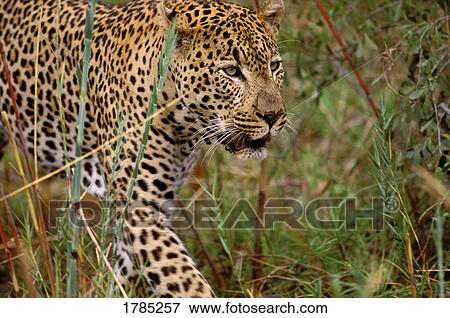 Male leopard View Large Photo Image Stock Photo - Male leopard. Fotosearch