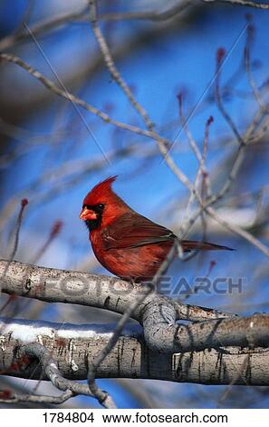 Male northern cardinal bird View Large Photo Image Picture - Male northern cardinal bird. Fotosearch