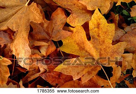 Maple Leaves View Large Photo Image Stock Photography - Maple Leaves. Fotosearch