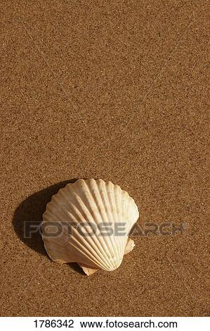 Stock Image - Mexican Cup Shell on the sand. Fotosearch