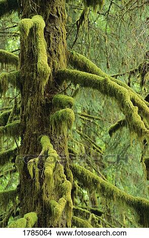 Moss covered tree View Large Photo Image Picture - Moss covered tree. Fotosearch