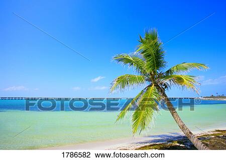 Palm tree on tropical beach View Large Photo Image Stock Image - Palm tree on tropical beach. Fotosearch