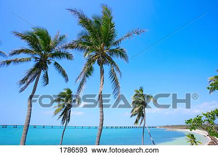 Stock Image - Palm trees on a beach. Fotosearch