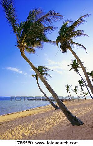 Palm trees on the beach View Large Photo Image Stock Image - Palm trees on the beach. Fotosearch