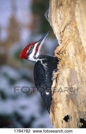 Pileated woodpecker View Large Photo Image Stock Image - Pileated woodpecker. Fotosearch