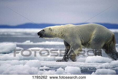 Stock Image - Polar bear running on ice . Fotosearch