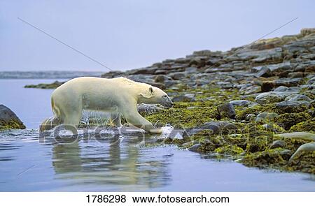 Stock Photo - Polar bear running out of water. Fotosearch