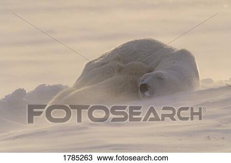 Polar bears sleeping at sunset View Large Photo Image Stock Image - Polar bears sleeping at sunset. Fotosearch
