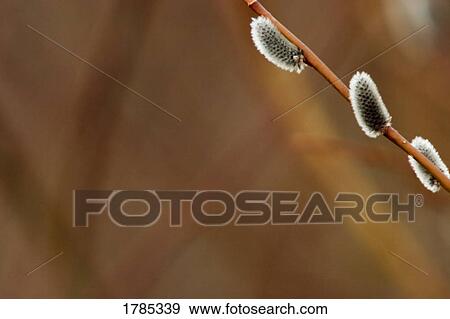Stock Photo - Pussy Willow. Fotosearch