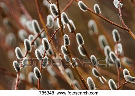 Pussy Willows View Large Photo Image Stock Photo - Pussy Willows. Fotosearch