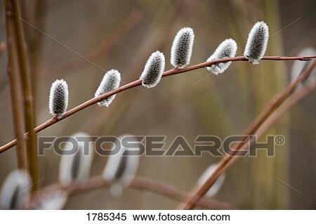 Stock Photography - Pussy Willows. Fotosearch