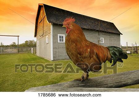 Rooster View Large Photo Image Stock Photograph - Rooster. Fotosearch
