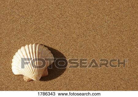 Stock Image - Scallop shell on the sand. Fotosearch